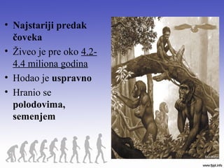 • Najstariji predak
čoveka
• Živeo je pre oko 4.2-
4.4 miliona godina
• Hodao je uspravno
• Hranio se
polodovima,
semenjem
 