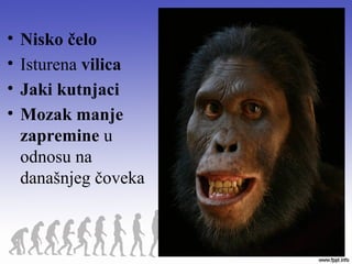 • Nisko čelo
• Isturena vilica
• Jaki kutnjaci
• Mozak manje
zapremine u
odnosu na
današnjeg čoveka
 