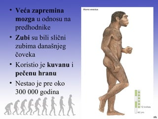 • Veća zapremina
mozga u odnosu na
predhodnike
• Zubi su bili slični
zubima današnjeg
čoveka
• Koristio je kuvanu i
pečenu hranu
• Nestao je pre oko
300 000 godina
 