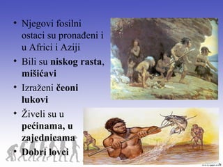 • Njegovi fosilni
ostaci su pronađeni i
u Africi i Aziji
• Bili su niskog rasta,
mišićavi
• Izraženi čeoni
lukovi
• Živeli su u
pećinama, u
zajednicama
• Dobri lovci
 