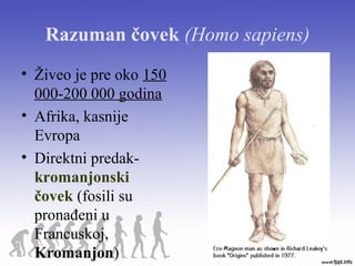 Razuman čovek (Homo sapiens)
• Živeo je pre oko 150
000-200 000 godina
• Afrika, kasnije
Evropa
• Direktni predak-
kromanjonski
čovek (fosili su
pronađeni u
Francuskoj,
Kromanjon)
 