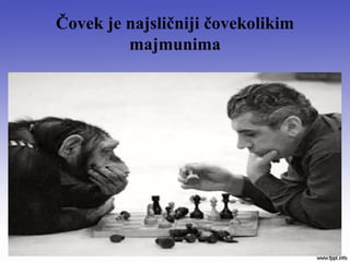 Čovek je najsličniji čovekolikim
majmunima
 
