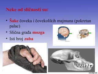 Neke od sličnosti su:
• Šake čoveka i čovekolikih majmuna (pokretan
palac)
• Slična građa mozga
• Isti broj zuba
 
