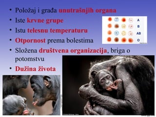 • Položaj i građa unutrašnjih organa
• Iste krvne grupe
• Istu telesnu temperaturu
• Otpornost prema bolestima
• Složena društvena organizacija, briga o
potomstvu
• Dužina života
 