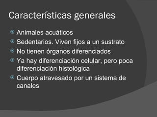 Características generales Animales acuáticos Sedentarios. Viven fijos a un sustrato No tienen órganos diferenciados Ya hay diferenciación celular, pero poca diferenciación histológica Cuerpo atravesado por un sistema de canales