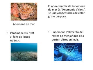 El nom científic de l’anemone
                        de mar és “Anemonia Viriois”.
                        Té uns 2oo tentacles de color
                        gris o purpura.

    Anemone de mar

• L’anemone viu fixat   • L’anemone s’alimenta de
  al fons de l’oceà       restes de menjar que els i
  Atlàntic.               porten altres animals.
 