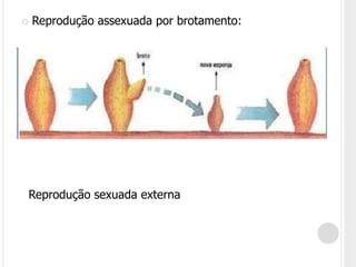  Reprodução assexuada por brotamento:
Reprodução sexuada externa
 