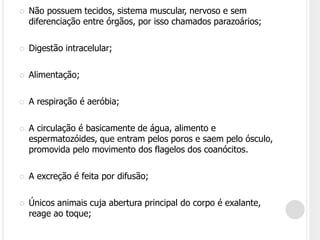  Não possuem tecidos, sistema muscular, nervoso e sem
diferenciação entre órgãos, por isso chamados parazoários;
 Digestão intracelular;
 Alimentação;
 A respiração é aeróbia;
 A circulação é basicamente de água, alimento e
espermatozóides, que entram pelos poros e saem pelo ósculo,
promovida pelo movimento dos flagelos dos coanócitos.
 A excreção é feita por difusão;
 Únicos animais cuja abertura principal do corpo é exalante,
reage ao toque;
 