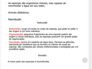  As esponjas são organismos imóveis, mas capazes de
movimentar a água em seu redor;
 Animais diblásticos;
 Reprodução:
Assexuada
a) Brotamento: surge um broto no corpo da esponja, que pode se soltar e
dar origem à um novo indivíduo;
b) Fragmentação: pequenos fragmentos de uma esponja podem dar
origem a novos indivíduos, pois as esponjas possuem um grande poder
de regeneração;
c) Gemulação: ocorre em espécies de água doce. Formam-se gêmulas,
estruturas de resistência que se formam no interior do corpo da
esponja. São compostas por células indiferenciadas e protegidas por um
envoltório rígido.
Sexuada
A maior parte das esponjas é hermafrodita.
 