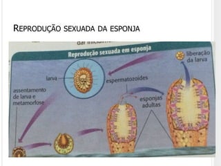 REPRODUÇÃO SEXUADA DA ESPONJA
 