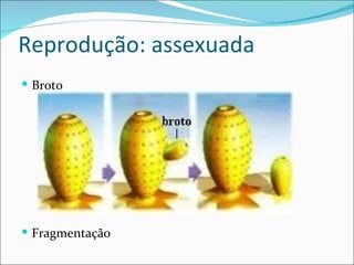 Reprodução: assexuada
 Broto




 Fragmentação
 