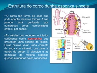  O corpo ten forma de saco que
pode adoptar diversas formas. A súa
parede está perforada por
numerosos poros comunicados
entre sí por canais.
As células que recubren o interior
coñécense como coanocitos que
presentan unha especie de flaxelo.
Estas células xeran unha corrente
de auga con alimento que pasa a
través do corpo. O plancton e as
partículas de materia orgánica
quedan atrapadas polos coanocitos.
Estrutura do corpo dunha esponxa sinxela
 