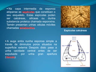  A auga entra nunha esponxa simple a
través de diminutos poros situados na
superficie externa Despois disto pasa a
unha cavidade central antes de ser
expulsada por unha gran apertura
(ósculo).
Espículas calcáreas
 Na capa intermedia da esponxa
atópanse as espículas que constitúen o
seu esqueleto. Estas espículas poden
ser calcáreas, silíceas ou dunha
substancia proteica chamada esponxina.
Tamén presentan unhas células móviles
chamadas amebocitos.
 