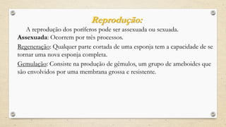 Reprodução:
A reprodução dos poríferos pode ser assexuada ou sexuada.
Assexuada: Ocorrem por três processos.
Regeneração: Qualquer parte cortada de uma esponja tem a capacidade de se
tornar uma nova esponja completa.
Gemulação: Consiste na produção de gêmulos, um grupo de ameboides que
são envolvidos por uma membrana grossa e resistente.
 