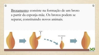 Brotamento: consiste na formação de um broto
a partir da esponja-mãe. Os brotos podem se
separar, constituindo novos animais.
 