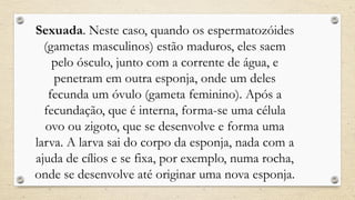Sexuada. Neste caso, quando os espermatozóides
(gametas masculinos) estão maduros, eles saem
pelo ósculo, junto com a corrente de água, e
penetram em outra esponja, onde um deles
fecunda um óvulo (gameta feminino). Após a
fecundação, que é interna, forma-se uma célula
ovo ou zigoto, que se desenvolve e forma uma
larva. A larva sai do corpo da esponja, nada com a
ajuda de cílios e se fixa, por exemplo, numa rocha,
onde se desenvolve até originar uma nova esponja.
 