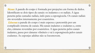 Sicon: A parede do corpo é formada por projeções em forma de dedos.
Identificam-se dois tipos de canais: os inalantes e os radiais. A água
penetra pelas camadas radiais, indo para a espongiocela. Os canais radiais
são revestidos internamente por coanócitos.
Lêucon: a parede do corpo é mais espessa e percorrida por um
complicado sistema de canais. Há canais inalantes e exalantes e, entre
eles, câmaras revestidas por coanócitos. A água penetra pelos canais
inalantes, passa por câmaras vibráteis e vai à espongiocela pelos canais
exalantes. As esponjas adultas não se locomovem.
 