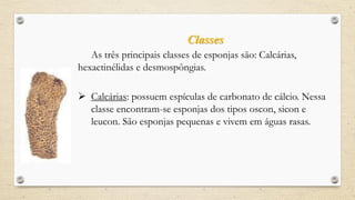 Classes
As três principais classes de esponjas são: Calcárias,
hexactinélidas e desmospôngias.
 Calcárias: possuem espículas de carbonato de cálcio. Nessa
classe encontram-se esponjas dos tipos oscon, sicon e
leucon. São esponjas pequenas e vivem em águas rasas.
 