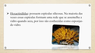  Hexactinálidas: possuem espículas silicosas. Na maioria das
vezes essas espículas formam uma rede que se assemelha a
vidro quando seca, por isso são conhecidas como esponjas-
de-vidro.
 