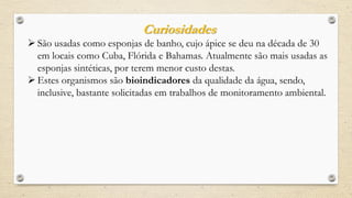 Curiosidades
 São usadas como esponjas de banho, cujo ápice se deu na década de 30
em locais como Cuba, Flórida e Bahamas. Atualmente são mais usadas as
esponjas sintéticas, por terem menor custo destas.
 Estes organismos são bioindicadores da qualidade da água, sendo,
inclusive, bastante solicitadas em trabalhos de monitoramento ambiental.
 