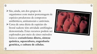  São, ainda, um dos grupos de
organismos com maior porcentagem de
espécies produtoras de compostos
antibióticos, antitumorais e antivirais.
 Cerca de uma dúzia de espécies do
litoral sudeste têm atividade antifúngica
demonstrada. Estes recursos podem ser
explorados por meio de cinco métodos
básicos: extrativismo direto, síntese
química, aquacultura, engenharia
genética, e cultura de células.
 