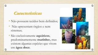Características
• Não possuem tecidos bem definidos;
• Não apresentam órgãos e nem
sistemas;
• São exclusivamente aquáticos,
predominantemente marinhos, mas
existem algumas espécies que vivem
em água doce.
 
