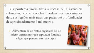 Os poríferos vivem fixos a rochas ou a estruturas
submersas, como conchas. Podem ser encontrados
desde as regiões mais rasas das praias até profundidades
de aproximadamente 6 mil metros.
 Alimentam-se de restos orgânicos ou de
micro-organismos que capturam filtrando
a água que penetra em seu corpo.
 
