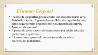 O corpo de um porífero possui células que apresentam uma certa
divisão de trabalho. Algumas dessas células são organizadas de tal
maneira que formam pequenos orifícios, denominados poros.
 Átrio: cavidade central.
 A parede do corpo é revestida externamente por células achatadas
que formam a epiderme;
 E internamente a parede do corpo é revestida por células
denominadas coanócitos.
Estrutura Corporal
 