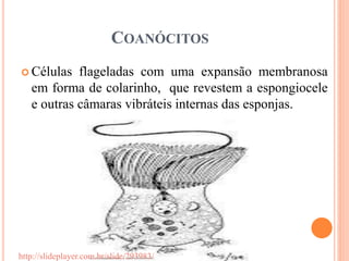 COANÓCITOS
 Células flageladas com uma expansão membranosa
em forma de colarinho, que revestem a espongiocele
e outras câmaras vibráteis internas das esponjas.
http://slideplayer.com.br/slide/293983/
 