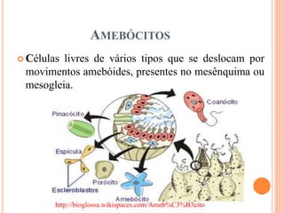 AMEBÓCITOS
 Células livres de vários tipos que se deslocam por
movimentos amebóides, presentes no mesênquima ou
mesogleia.
http://bioglossa.wikispaces.com/Ameb%C3%B3cito
 
