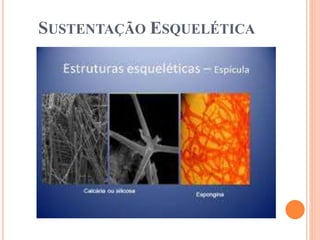 SUSTENTAÇÃO ESQUELÉTICA
 