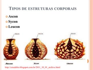 TIPOS DE ESTRUTURAS CORPORAIS
 Ascon
 Sycon
 Leucon
http://estudebio.blogspot.com.br/2011_10_01_archive.html
 