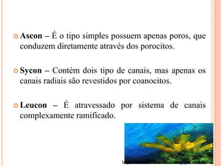  Ascon – É o tipo simples possuem apenas poros, que
conduzem diretamente através dos porocitos.
 Sycon – Contém dois tipo de canais, mas apenas os
canais radiais são revestidos por coanocitos.
 Leucon – É atravessado por sistema de canais
complexamente ramificado.
http://curiosomundodabio.blogspot.com.br/
 