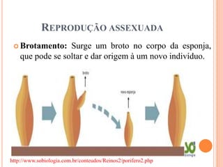 REPRODUÇÃO ASSEXUADA
 Brotamento: Surge um broto no corpo da esponja,
que pode se soltar e dar origem à um novo indivíduo.
http://www.sobiologia.com.br/conteudos/Reinos2/porifero2.php
 