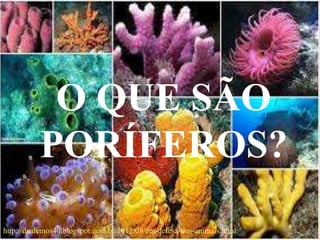 O QUE SÃO
PORÍFEROS?
http://dealemos40.blogspot.com.br/2012/08/em-defesa-dos-animais.html
 