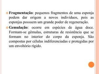  Fragmentação: pequenos fragmentos de uma esponja
podem dar origem a novos indivíduos, pois as
esponjas possuem um grande poder de regeneração.
 Gemulação: ocorre em espécies de água doce.
Formam-se gêmulas, estruturas de resistência que se
formam no interior do corpo da esponja. São
compostas por células indiferenciadas e protegidas por
um envoltório rígido.
 