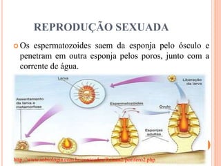 REPRODUÇÃO SEXUADA
 Os espermatozoides saem da esponja pelo ósculo e
penetram em outra esponja pelos poros, junto com a
corrente de água.
http://www.sobiologia.com.br/conteudos/Reinos2/porifero2.php
 