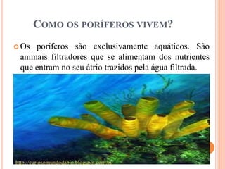 COMO OS PORÍFEROS VIVEM?
 Os poríferos são exclusivamente aquáticos. São
animais filtradores que se alimentam dos nutrientes
que entram no seu átrio trazidos pela água filtrada.
http://curiosomundodabio.blogspot.com.br/
 