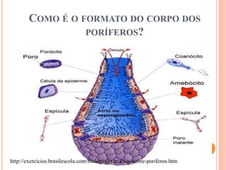 COMO É O FORMATO DO CORPO DOS
PORÍFEROS?
http://exercicios.brasilescola.com/biologia/exercicios-sobre-poriferos.htm
 