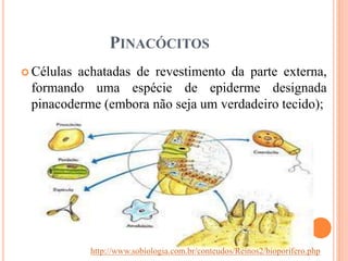 PINACÓCITOS
 Células achatadas de revestimento da parte externa,
formando uma espécie de epiderme designada
pinacoderme (embora não seja um verdadeiro tecido);
http://www.sobiologia.com.br/conteudos/Reinos2/bioporifero.php
 