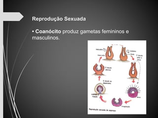 Reprodução Sexuada 
• Coanócito produz gametas femininos e 
masculinos. 
 