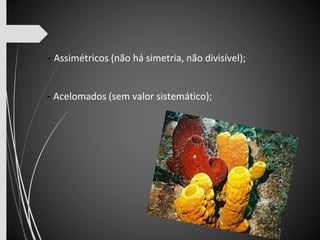 - Assimétricos (não há simetria, não divisível); 
- Acelomados (sem valor sistemático); 
 