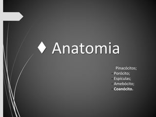 ♦ Anatomia 
Pinacócitos; 
- Porócito; 
- Espículas; 
- Amebócito; 
- Coanócito. 
 