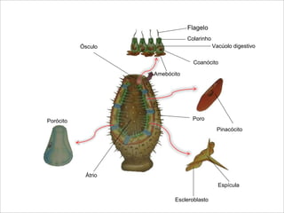 Flagelo 
Colarinho 
Vacúolo digestivo 
Coanócito 
Amebócito 
Poro 
Pinacócito 
Espícula 
Escleroblasto 
Ósculo 
Átrio 
Porócito 
 