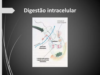 Digestão intracelular 
resíduos 
partículas 
alimentares 
Vacúolo onde ocorre a 
digestão de partículas 
alimentares 
 