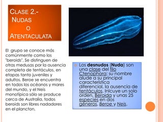 Poríferos, cnidarios y ctenoforos | PPTX