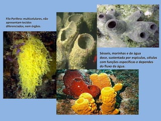 Digestão: intracelular