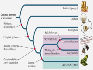 Respiração: trocas celularesFilo PoríferosCirculação: não há;