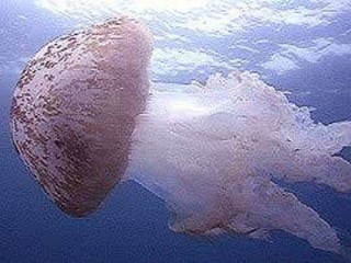 Habitat: aquáticos (marinhos e de água doce) e solo;