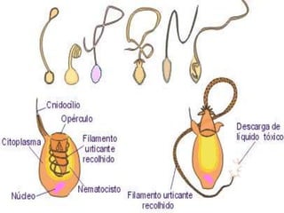 Esponja de banho: esqueleto orgânico.Filo Poríferos